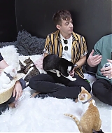 2018-CatCafe-161.jpg